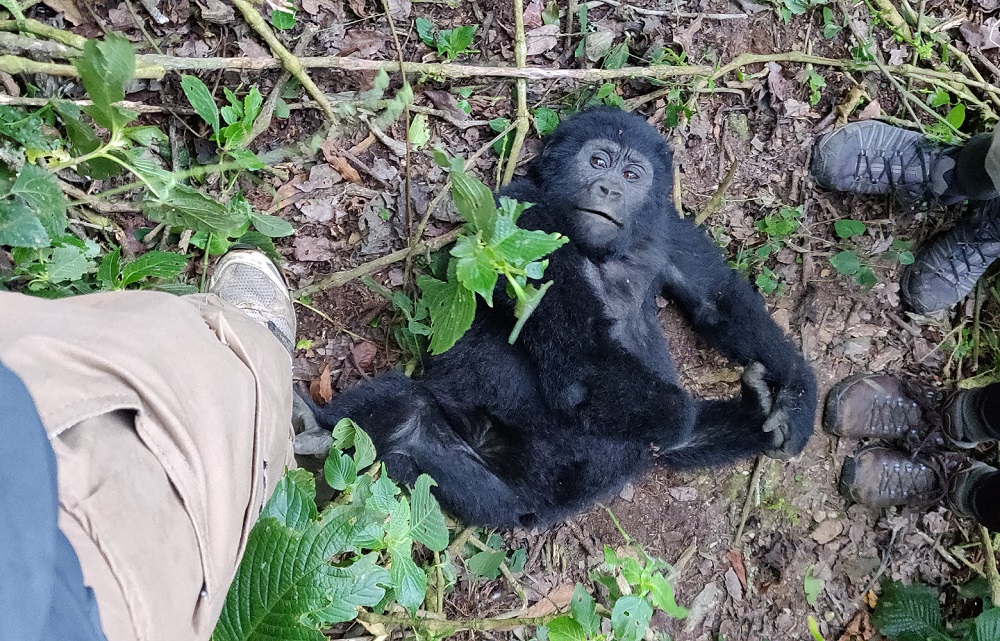 Baby gorilla Bwindi