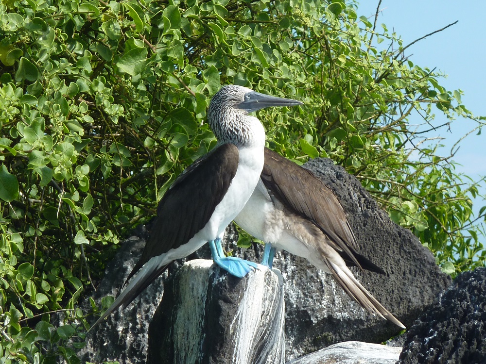 Blue footed booby Galapagos