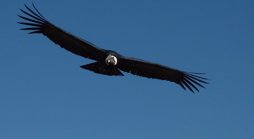 Colca Canyon condor