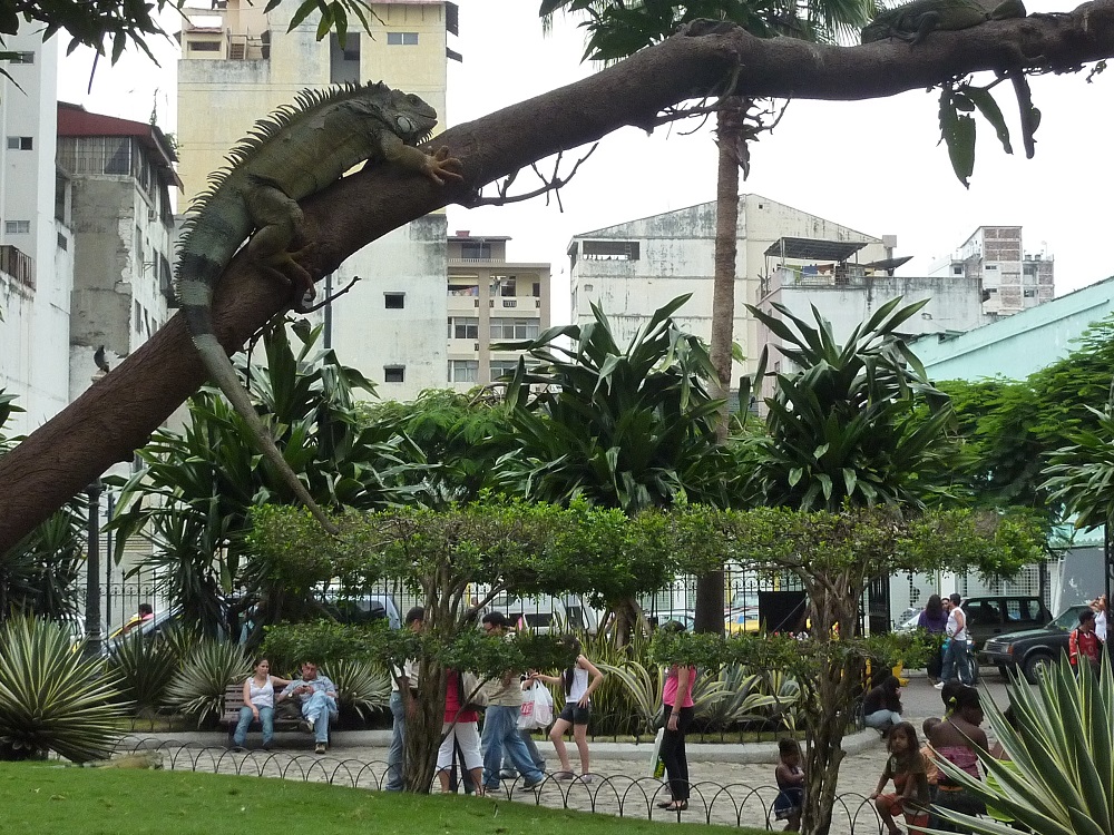 Guayaquil lizard park