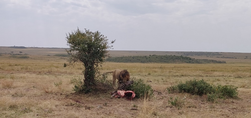 Masai Mara Lion eating Zebra