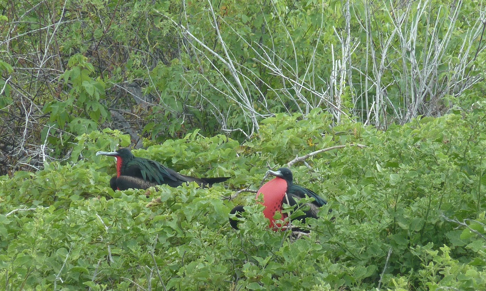 Red Breasted bird Galapagos