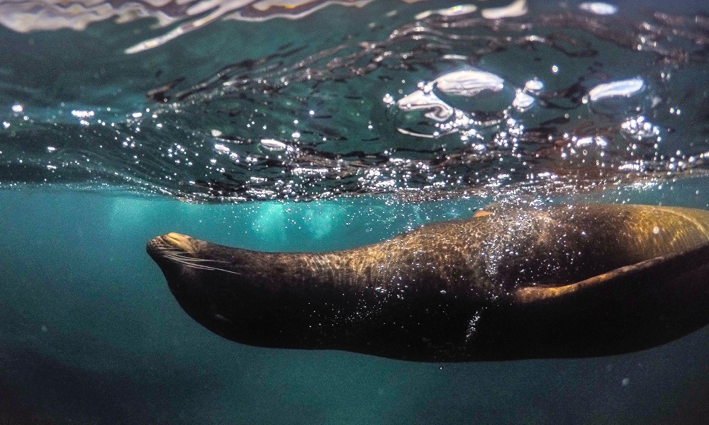 Underwater Seal Galapagos