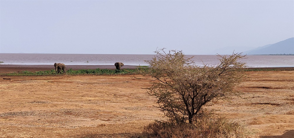 Lake Manyara elephants