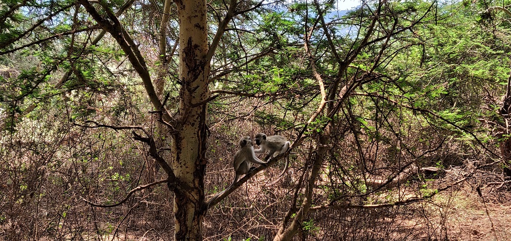 Lake Manyara Monkeys