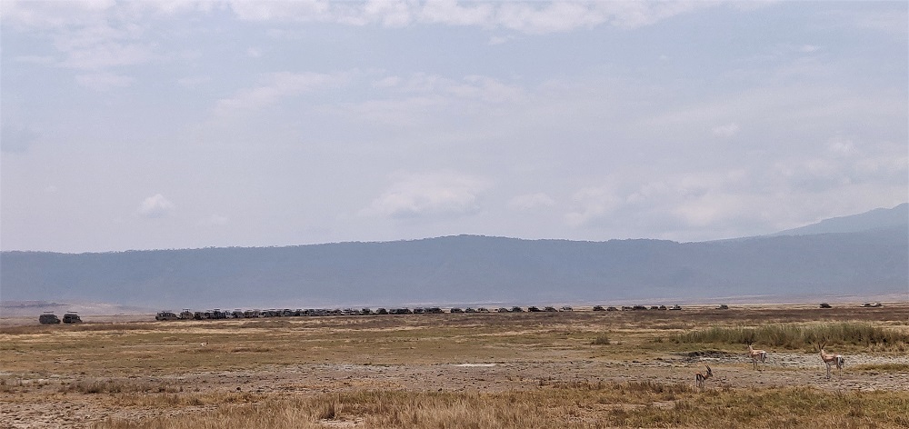 Ngorongoro Traffic Jam