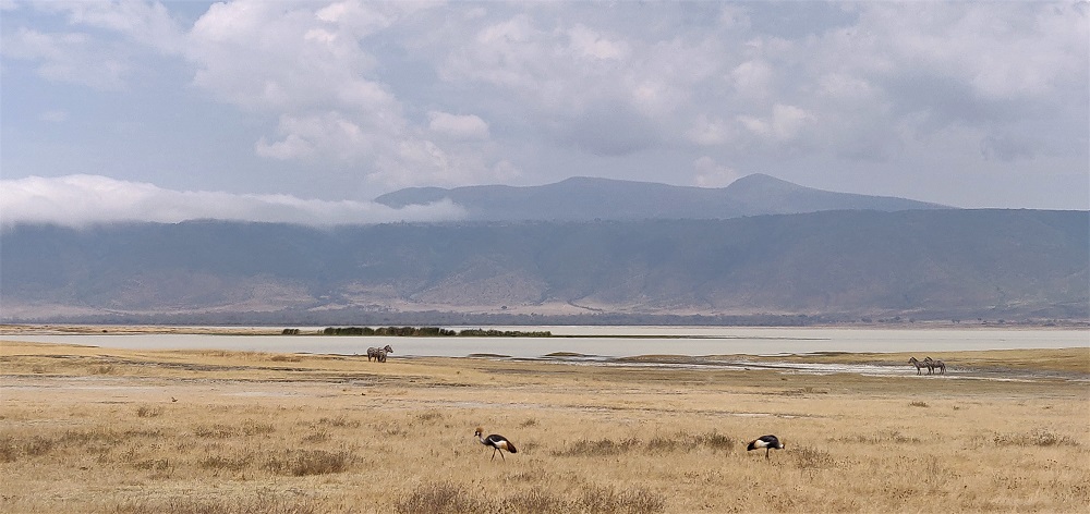Ngorongoro birds