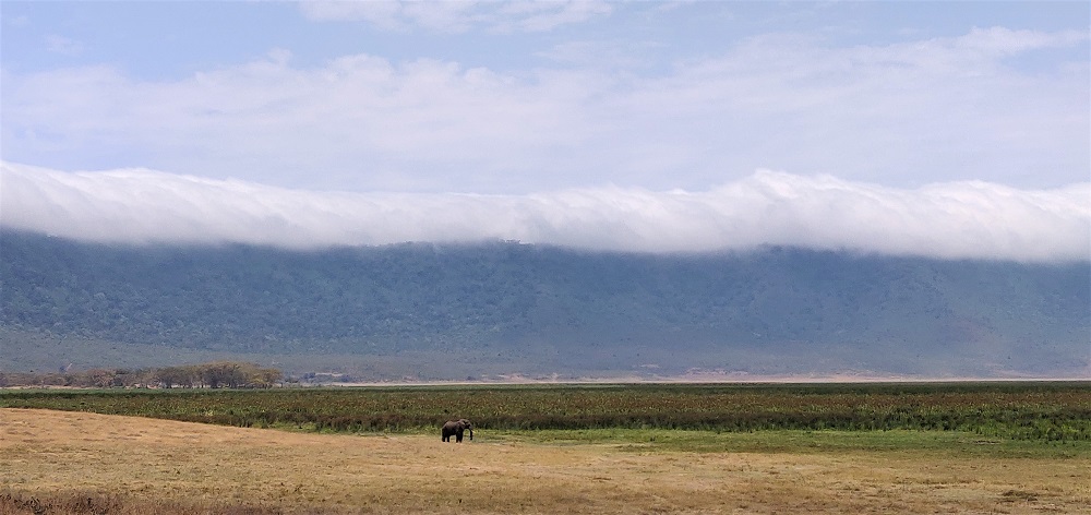 Ngorongoro elephant