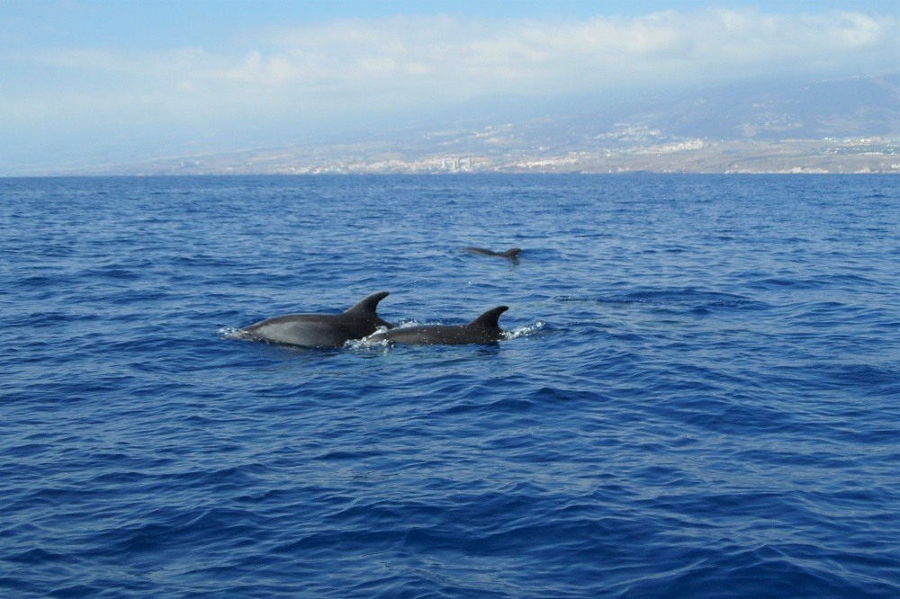 Tenerife dolpins