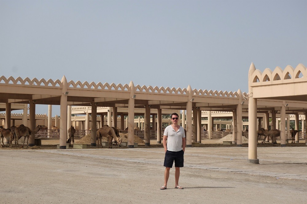 Bahrain Royal Camel Farm