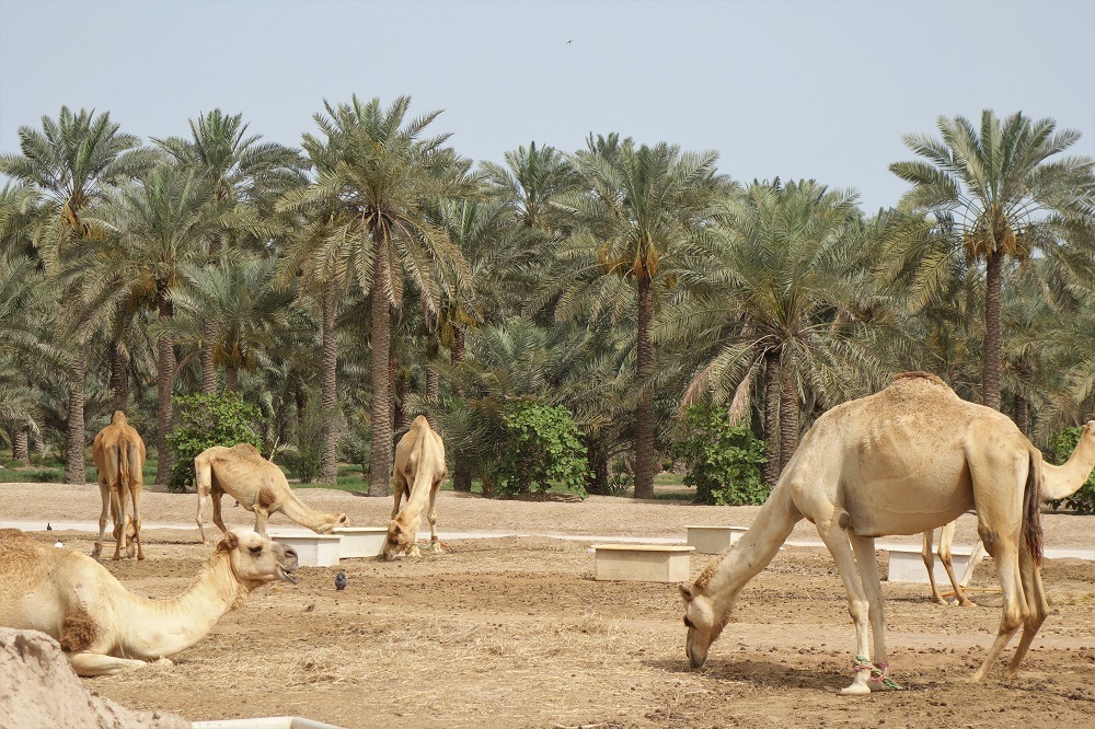 Bahrain Royal Camel Farm