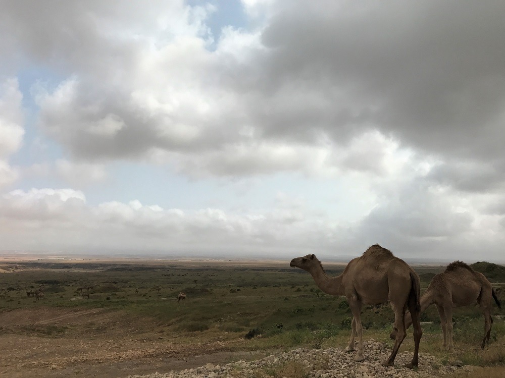 Salalah Oman Camels