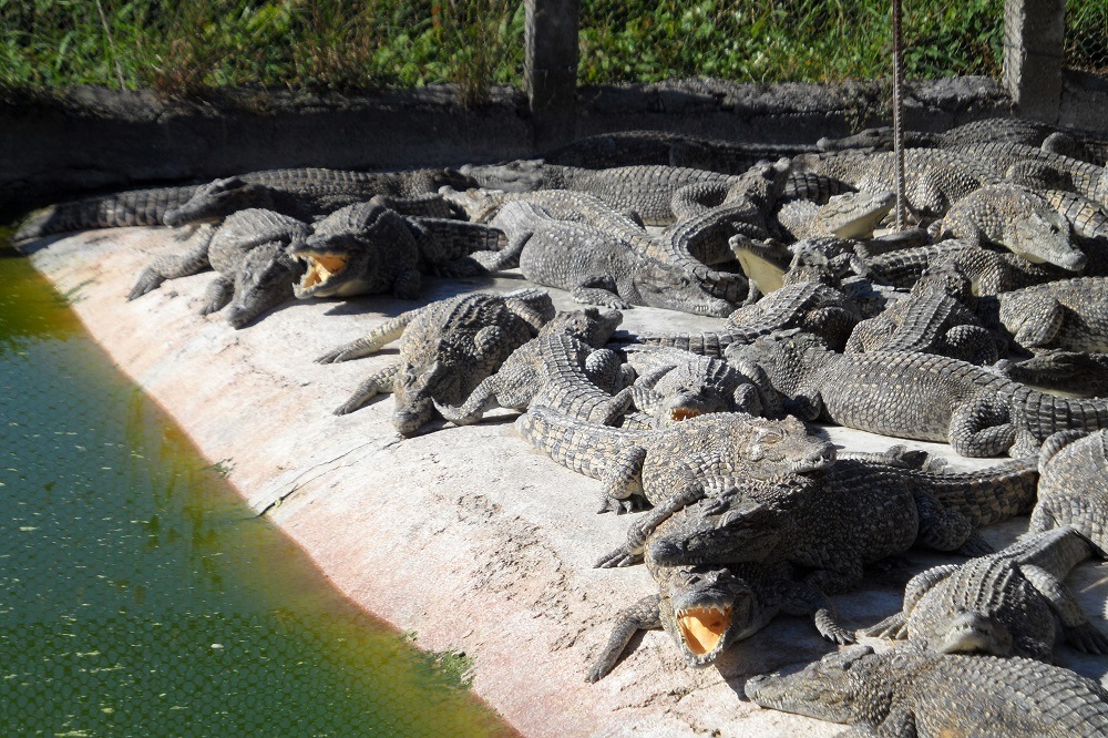 Cuba crocodile farm