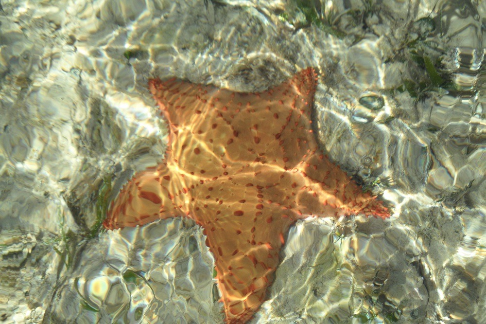 Cuba Starfish