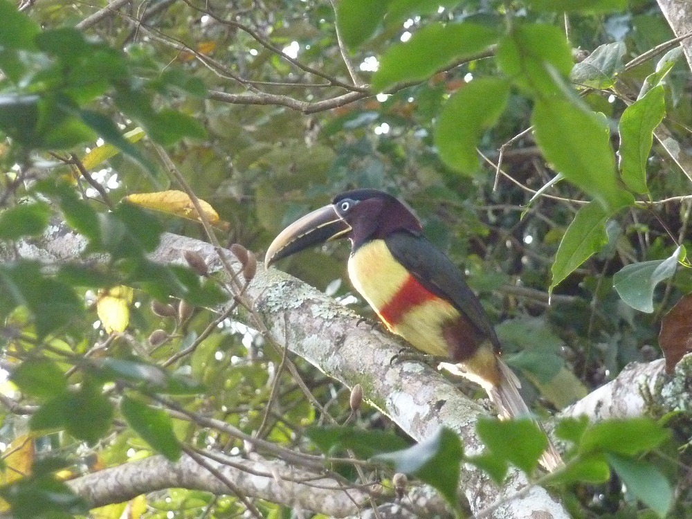 Iguazu Tucan