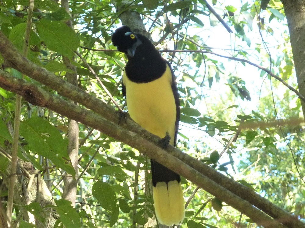 Iguazu bird