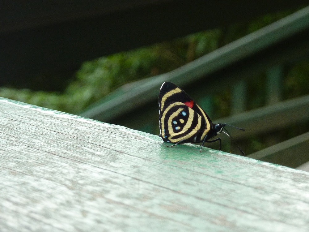 Iguazu butterfly