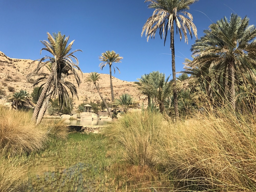 Oman Oasis