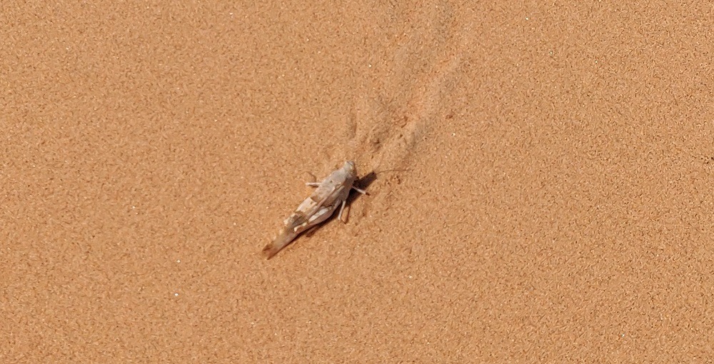 Moreeb Dune Grasshopper