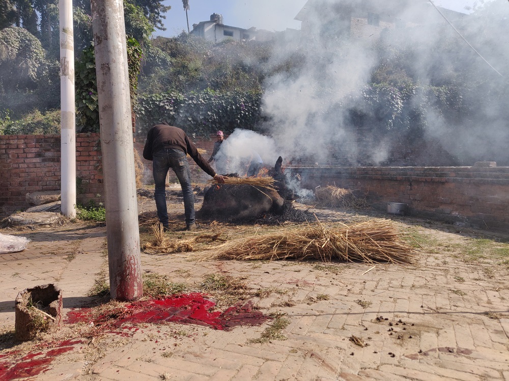 Bhaktapur goat sacrifice