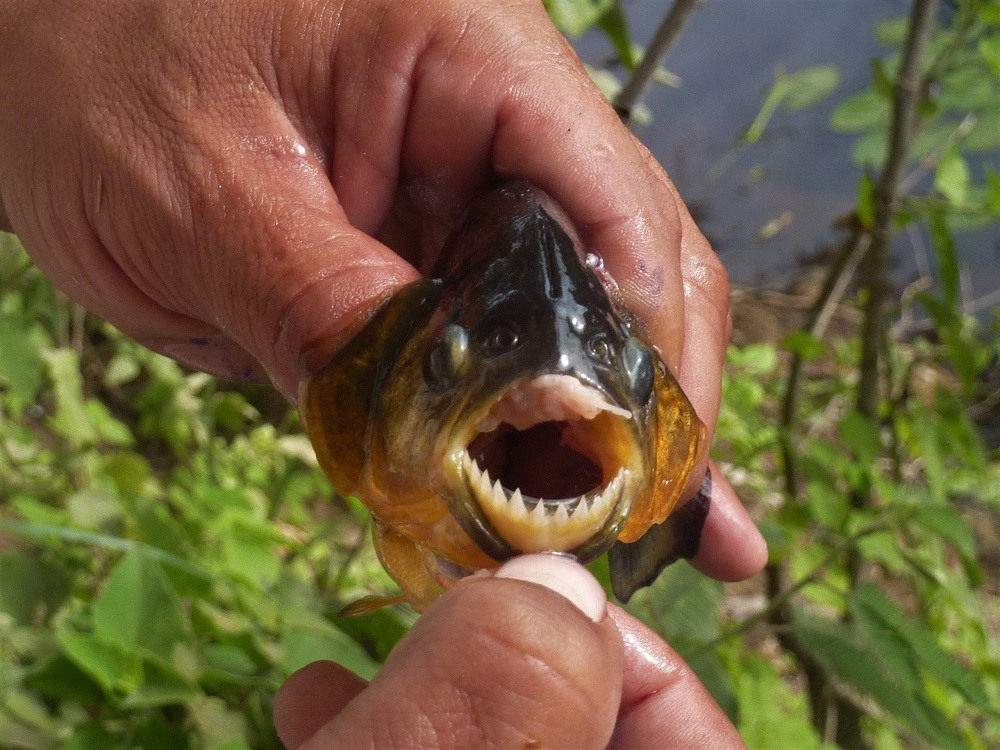 Piranhas Eating A Cow