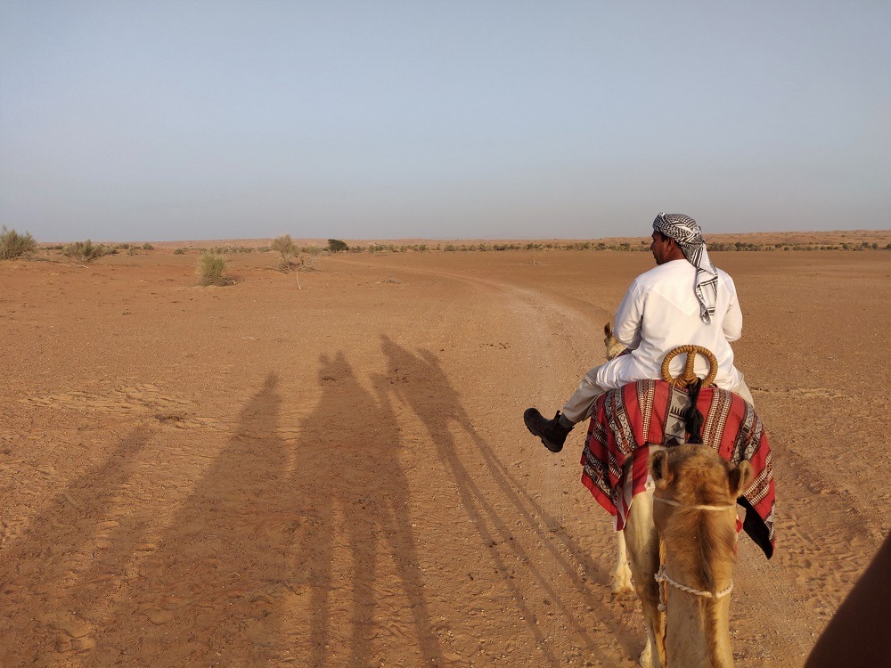 Camel tour Dubai UAE