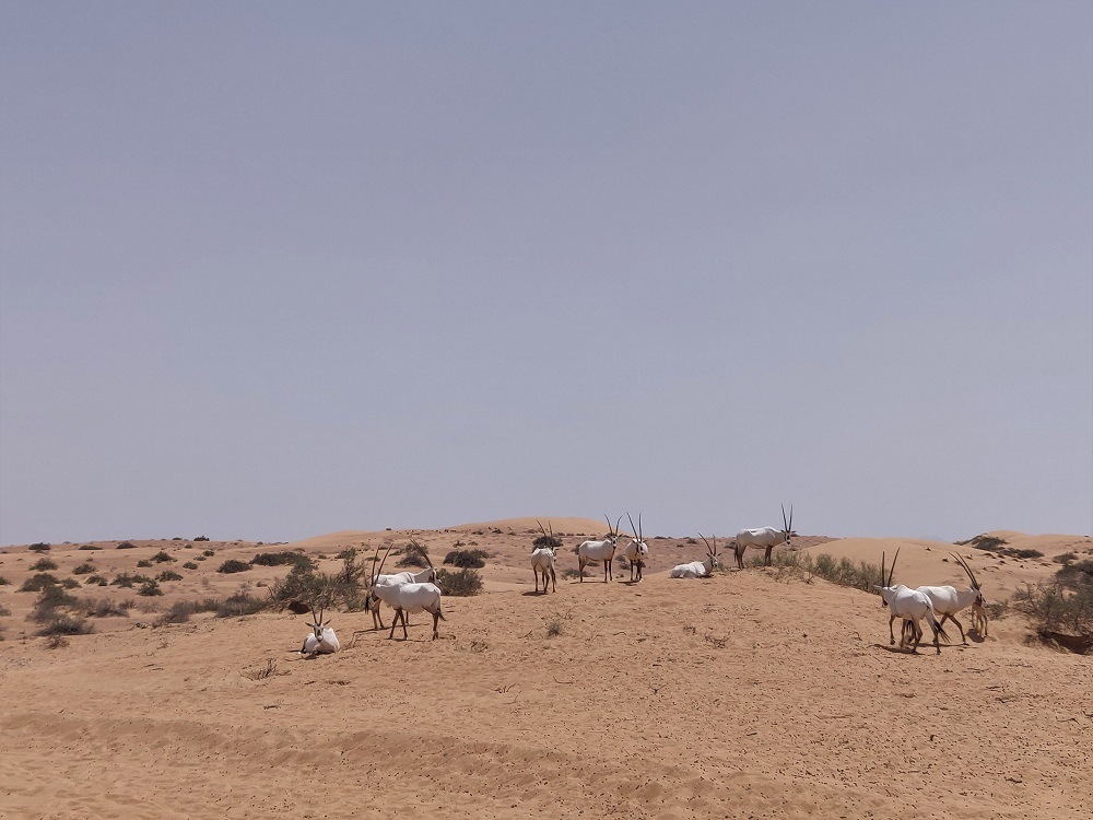 Dubai Marmoom Desert Reserve