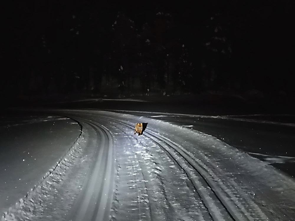 Fox Lapland wildlife