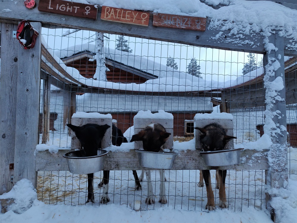 Husky Lapland