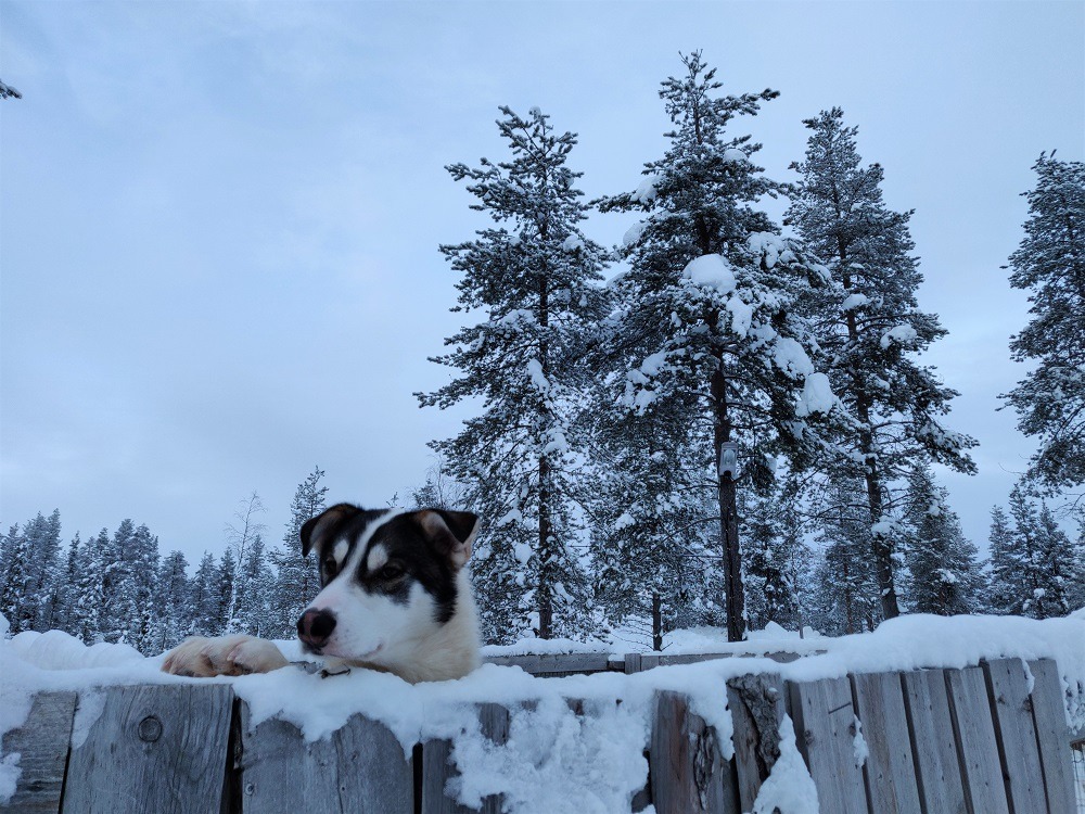 Husky Lapland