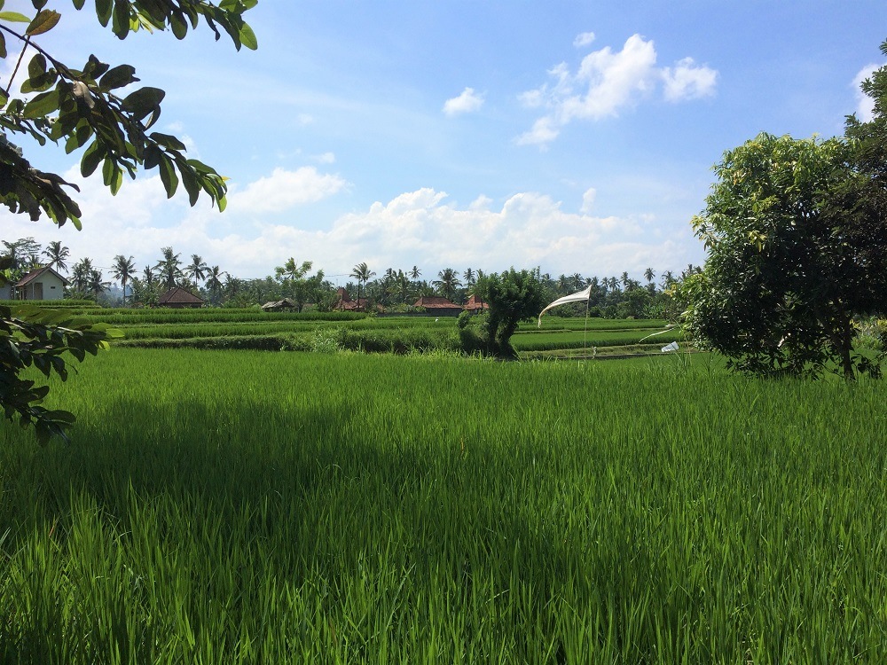 Rice field Ubud