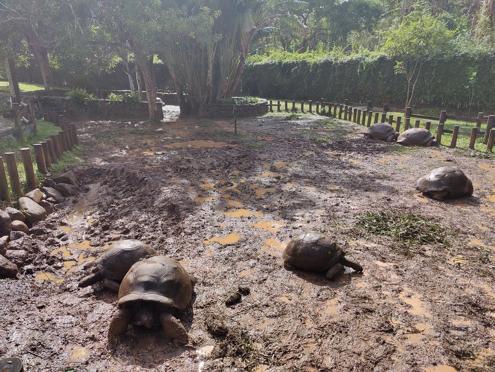 Chamarel Giant Tortoises