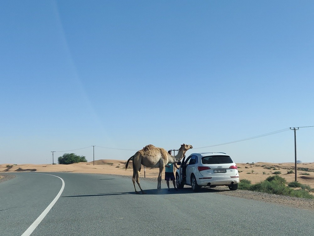 UAE Road trips and Scenic drives