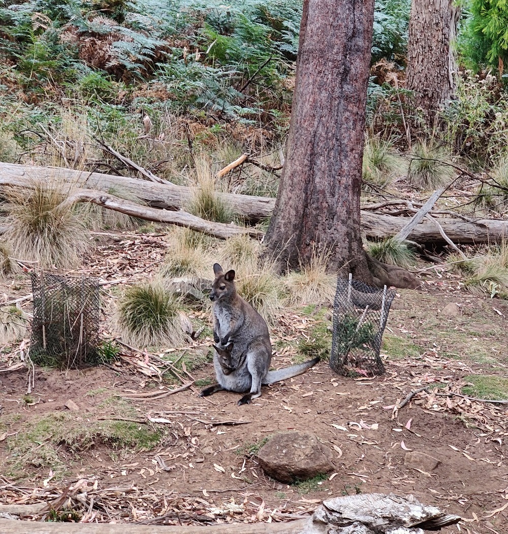Tasmania Wildlife