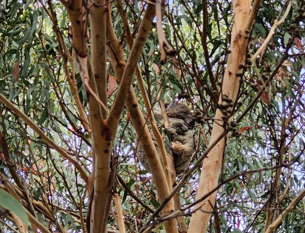 Koalas Great Ocean Road Australia