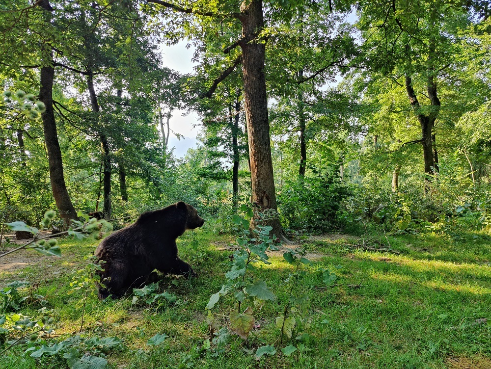 Libearty Bear Sanctuary Romania