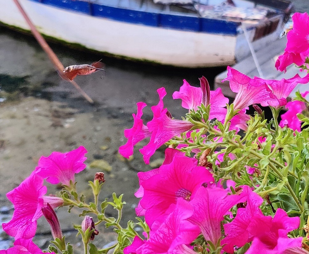Hawk Moth Ohrid